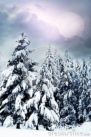Magic romantic winter trees spruces with mystic moon and sky Stock Photo