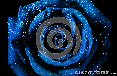 Magic Rose Stock Photo