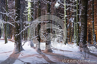 Magic snowy winter city forest park at night. Amazing scene of trees covered by snow illuminated night lanterns. Christmas time. Stock Photo