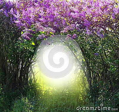 Magic spring forest landscape Stock Photo