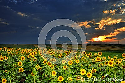 Magic sunset over sun flowers field Stock Photo