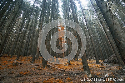 Magic surreal forest landscape, dreamy woods Stock Photo