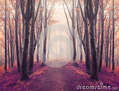 Magic symmetry trail into fairy tale foggy forest Stock Photo