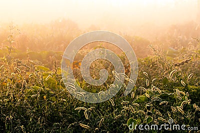 Magic tranquil morning in beautiful autumn meadow Stock Photo