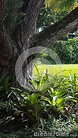 Guarden old tree trunck Stock Photo