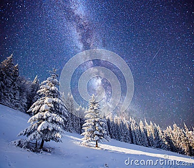 Magic tree in starry winter night Stock Photo