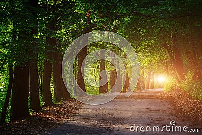 Magic tunnel and pathway through a thick forest with sunlight. T Stock Photo