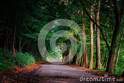 Magic tunnel and pathway through a thick forest with sunlight. T Stock Photo