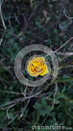 Magic yellow rose Stock Photo