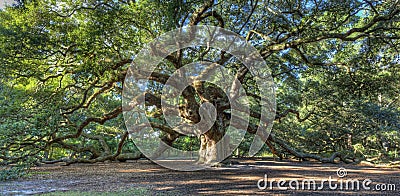 Magical Angel Oak tree, Charleston SC Stock Photo