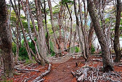 Magical austral Magellanic subpolar forests and turquoise lagoons in Tierra del Fuego National Park, Beagle Channel, Patagonia, Stock Photo