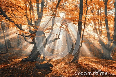 Magical autumn forest with sun rays in the evening Stock Photo
