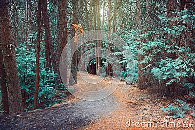 Magical dreamy forest background Stock Photo