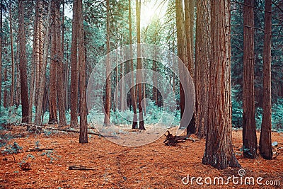 Magical dreamy forest background Stock Photo