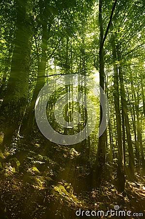 Magical dreamy forest Stock Photo