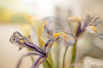 Magical Dried Iris Flower with Enchanting Green Tint Stock Photo