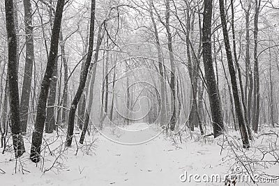 Magical foggy winter forest during a snowfall. Camping. Picturesque nature. Stock Photo