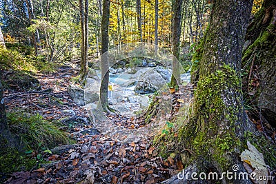 Magical Forest at Lake Hintersee with Creek Ramsauer Ache - HDR image. National Park Berchtesgadener Land, Germany Stock Photo