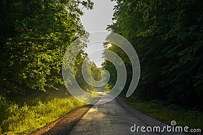 Magical forest in the morning sunlight rays Stock Photo