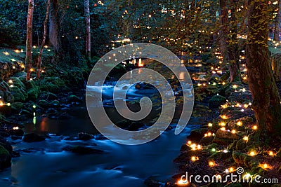 Magical Forest at Night Stock Photo