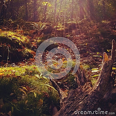 Magical Forest Sunbeams Stock Photo