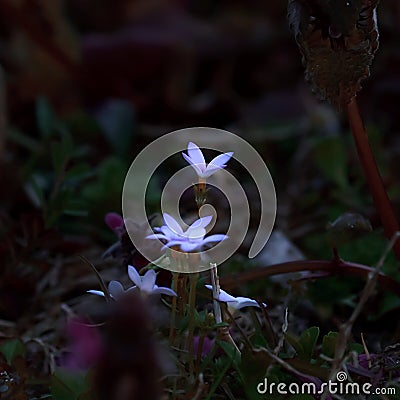 Magical glowing flowers with a dark and moody background Stock Photo