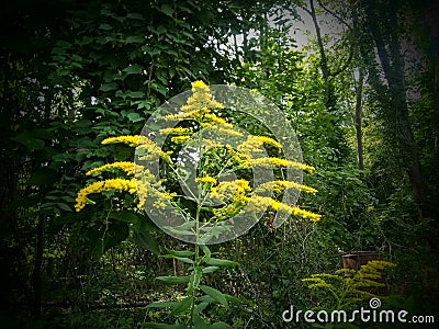 Magical Golden Rod Stock Photo