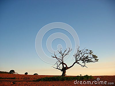 The Magical Mango Tree Stock Photo