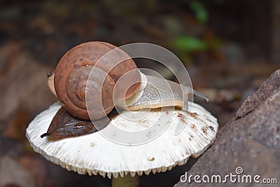 A magical miniature snail lying on the white mushroom Stock Photo