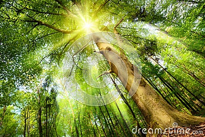 Magical mood with sunrays in a forest Stock Photo