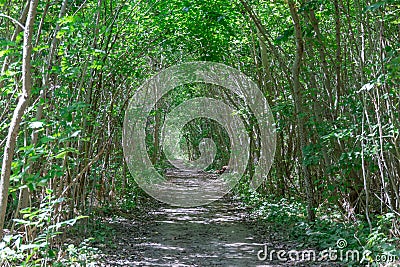 Magical natural arch and footpath. Green archway shaped by branches in the forest. Stock Photo