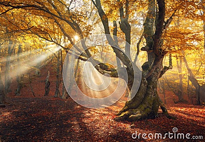 Magical old tree. Autumn forest in fog with sun rays Stock Photo