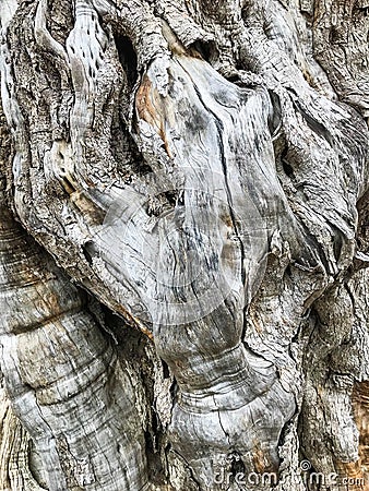 Magical old tree with very sharp structure. Stock Photo