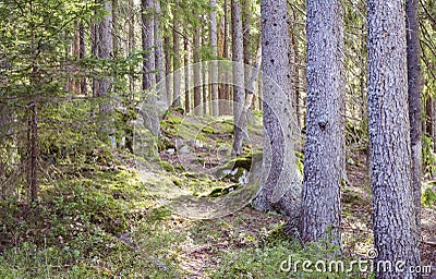 Magical spring forest with sunlight seeping in. Stock Photo