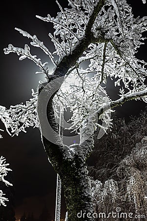 Magical winter park a fairy tale, mystery. Winter snow park alley night lights landscape. Snow at winter night park alley panorama Stock Photo