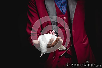 Magician man shows trick with trained white dove bird Stock Photo