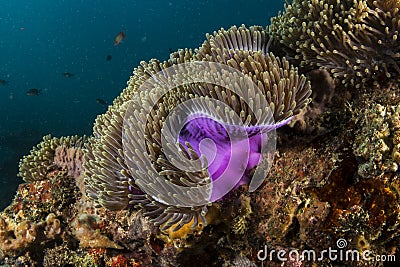 Magnificent anemone Stock Photo