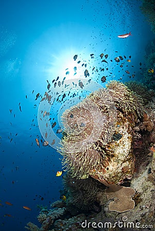 Magnificent anemone with school of small fishes. Stock Photo