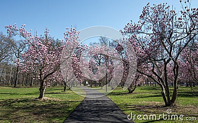 Magnificent Ann Magnolia trees in full bloom Stock Photo