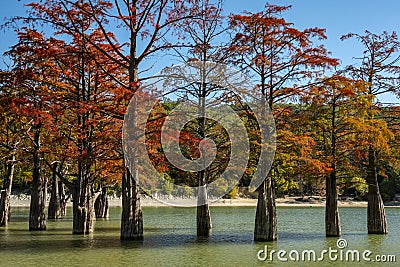 The magnificent autumn red and orange needles of the group of cypresses Taxodium distichum on the lake in Sukko Stock Photo