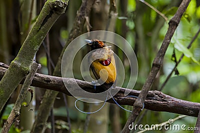 Magnificent bird-of-paradise in Arfak mountains in West Papua Stock Photo
