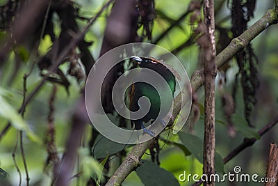 Magnificent bird-of-paradise in Arfak mountains in West Papua Stock Photo