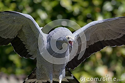 Magnificent bird of prey choking swallowing small bird. African Stock Photo