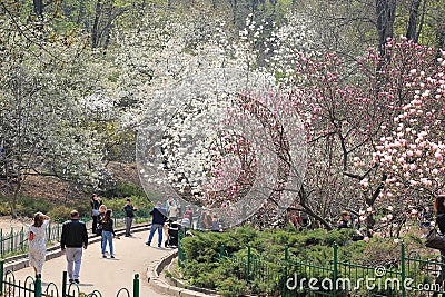 Magnificent blooming of magnolia in spring. Editorial Stock Photo