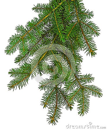 Magnificent branches of a Christmas tree isolated. New Year`s decor. Traditions. Green branch of pine Stock Photo