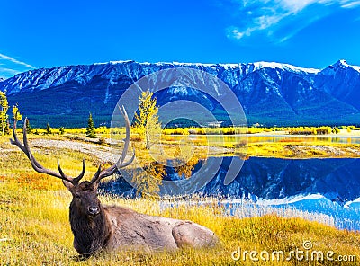 Magnificent Canadian deer Indian Summer Stock Photo