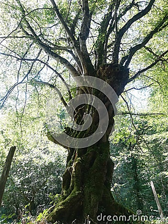 Magnificent century-old oak tree in the Creuse Stock Photo