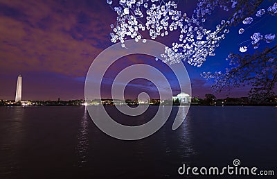 The magnificent Cherry Blossoms in Washington, D.C. Stock Photo