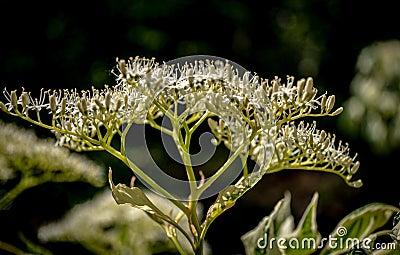 Magnificent close-up on flowering filigree bush Stock Photo