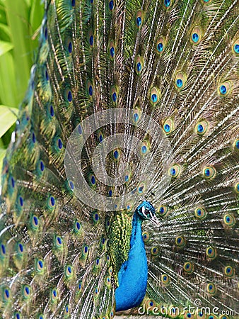 Awesome male Peacock in natural beauty. Stock Photo